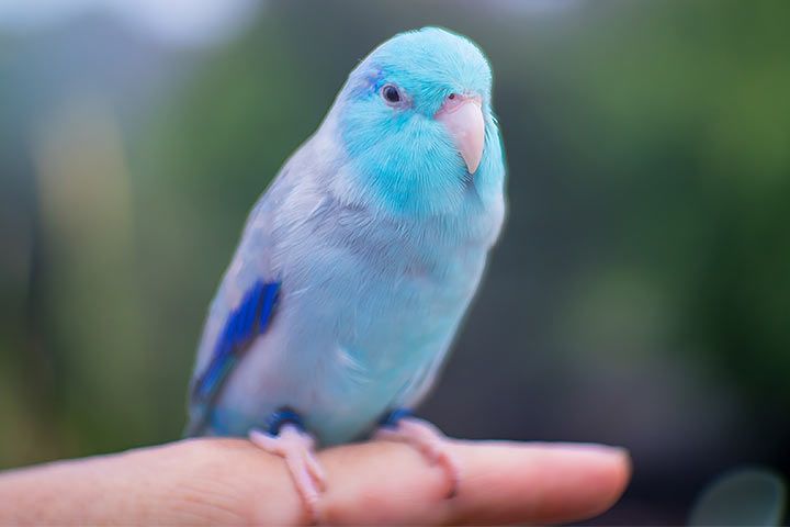 littlecellist.com