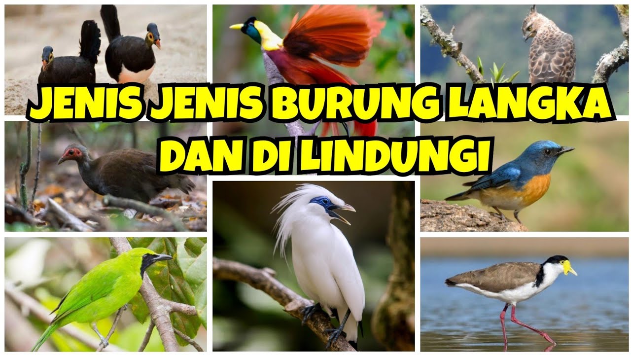 Dari Kakapo hingga Shoebill: Burung Langka yang Aneh Tapi Nyata