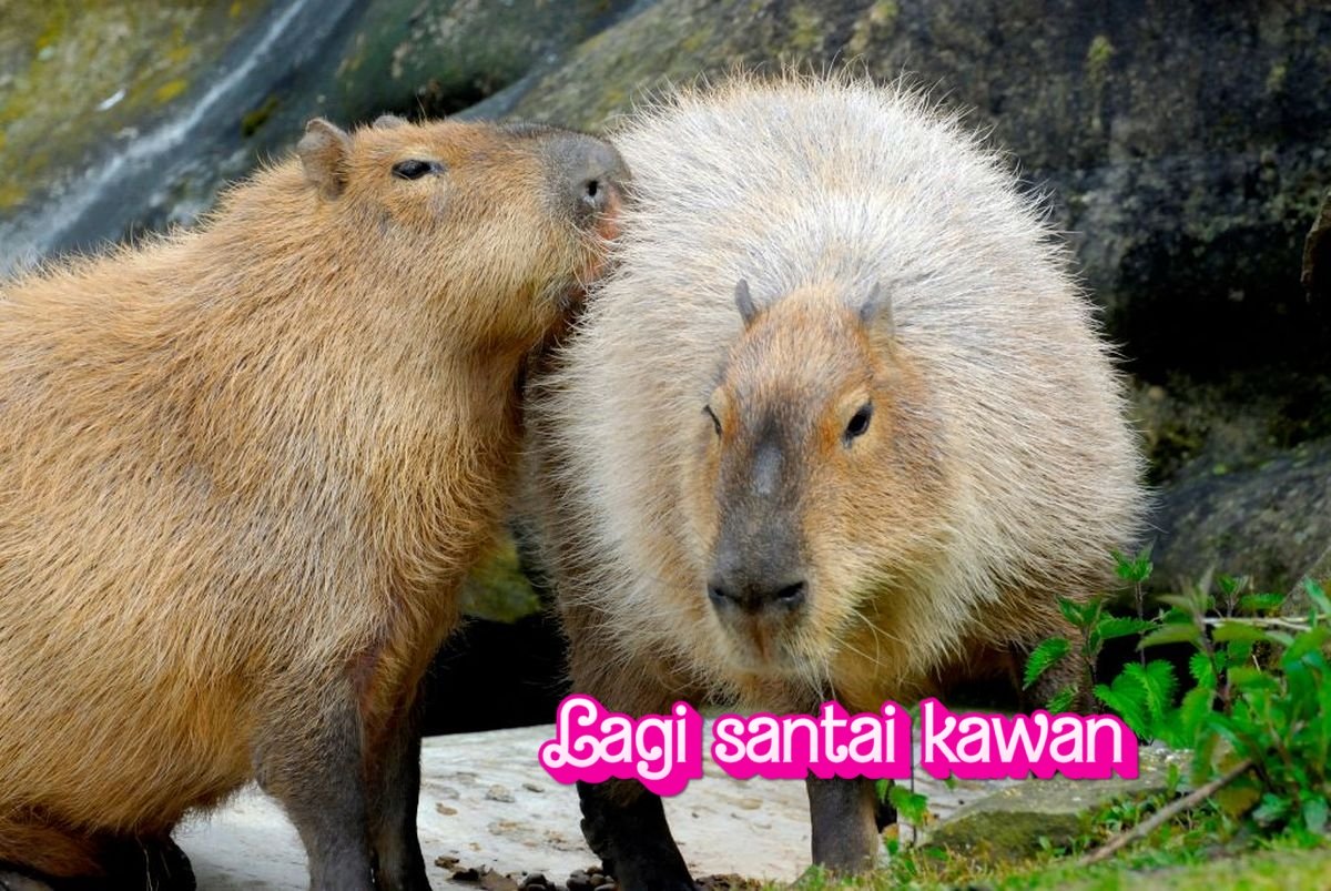 Dari Amerika Selatan ke Dunia: Perjalanan Capybara Menjadi Ikon Global